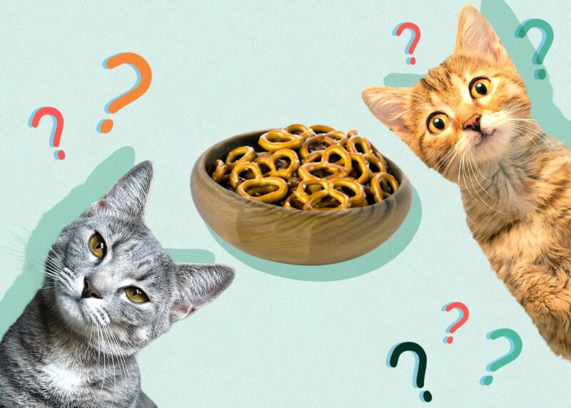 Can Cats Eat pretzels