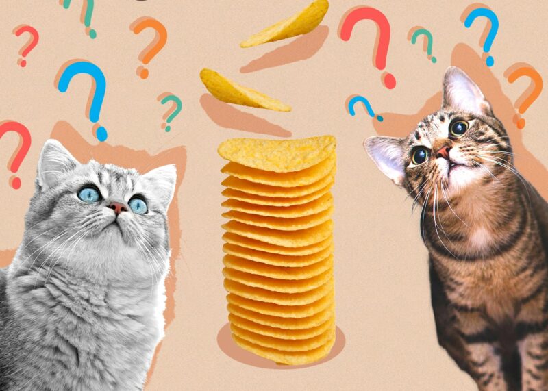 Can Cats Eat pringles