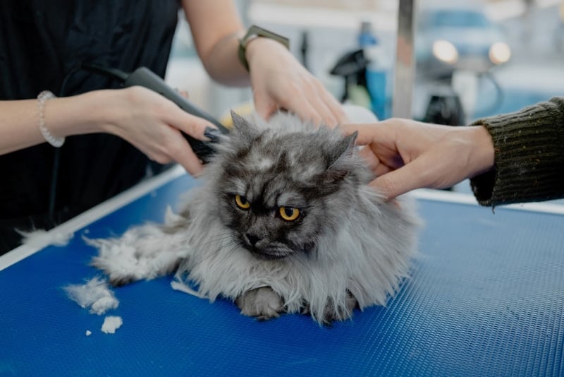professional groomer cuts fluffy cat coat with trimmer