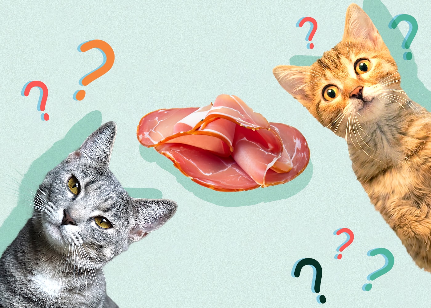 Can Cats Eat prosciutto