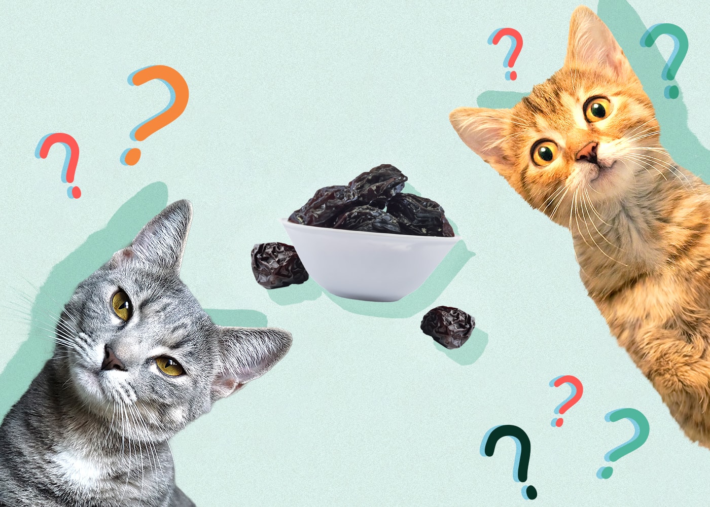 Can Cats Eat Prunes