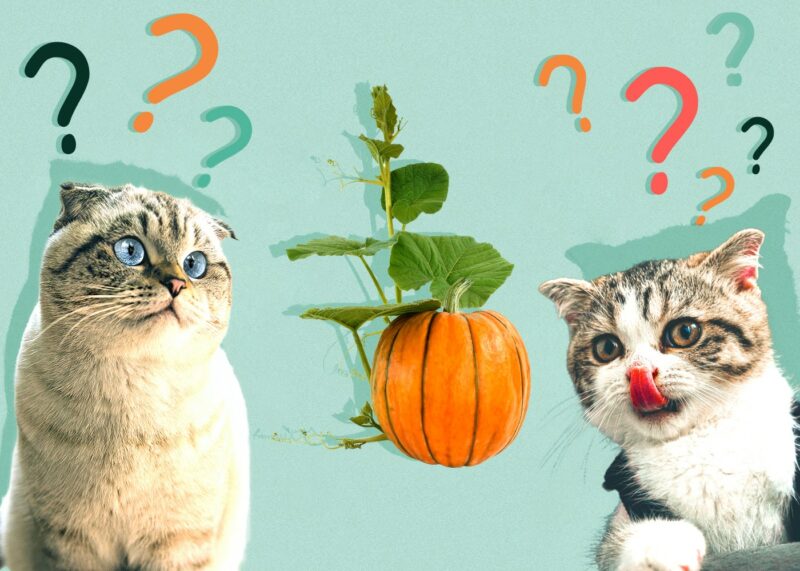 Can Cats Eat pumpkin