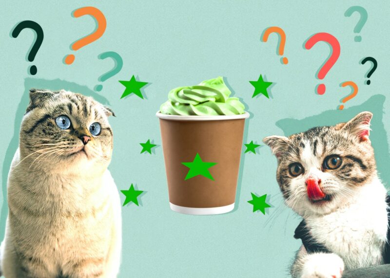 Can Cats Eat puppuccino