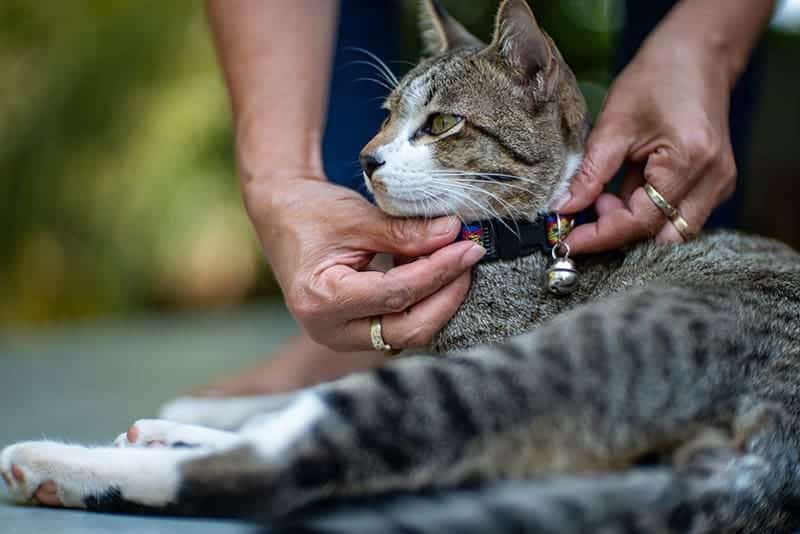 putting a collar on a cat