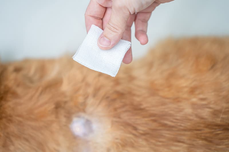 putting bandage on cat's wound