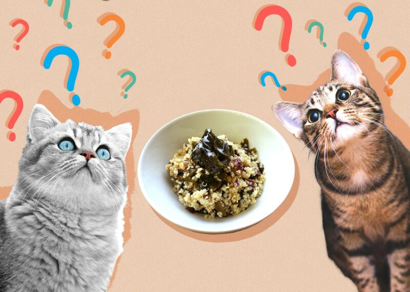 Can Cats Eat Quinoa