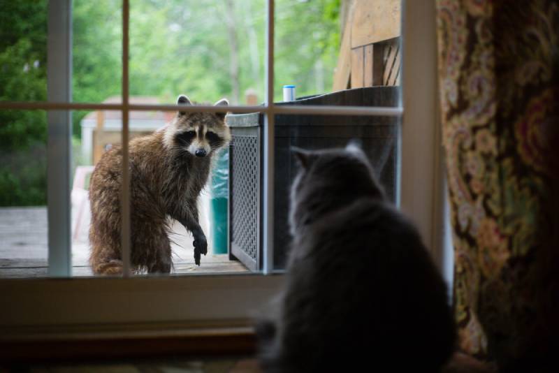 raccoon looking at a cat inside a house