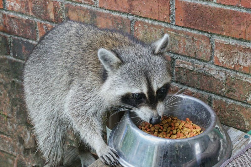 racoon eating cat food