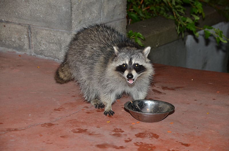 racoon foraging for food in the backyard