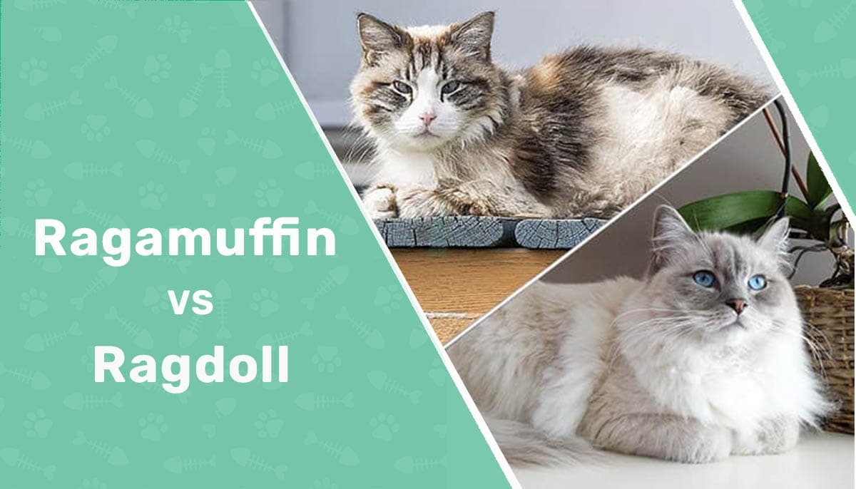 ragamuffin vs ragdoll header 2