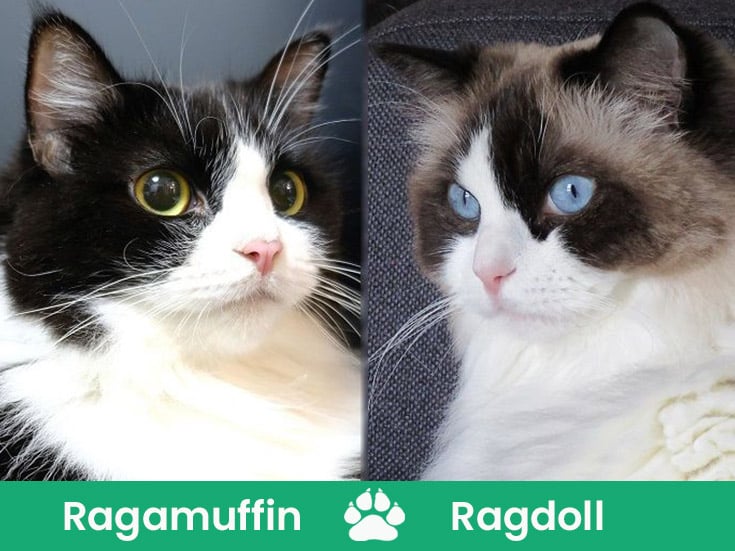 ragamuffin vs ragdoll
