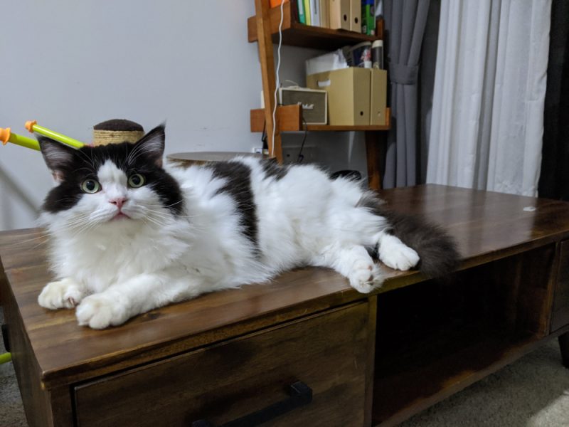 9 Ragamuffin Cat Colors & Patterns (With Pictures & Infographic) - Catster
