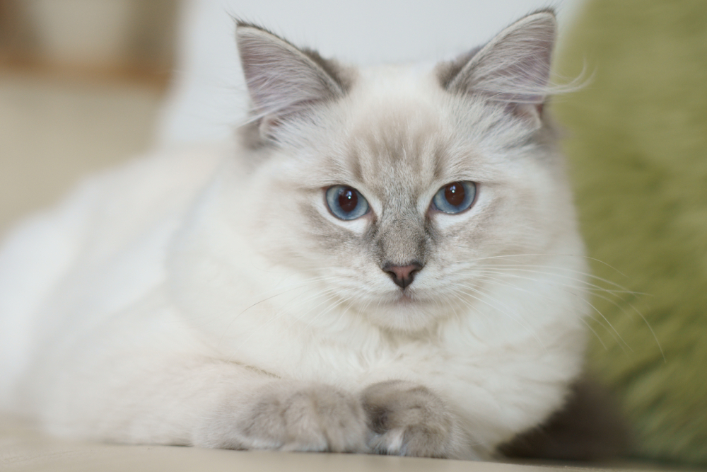 ragdoll 6 months old is lying and looking at the camera