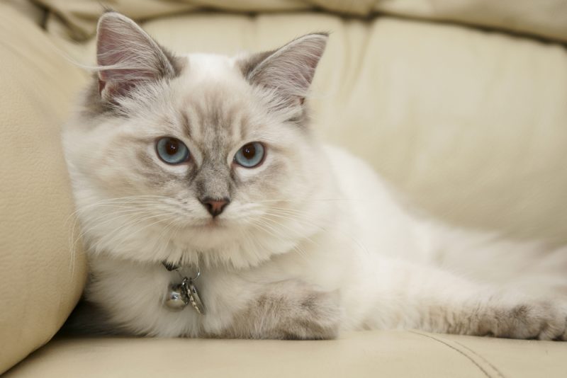 ragdoll 6 months old