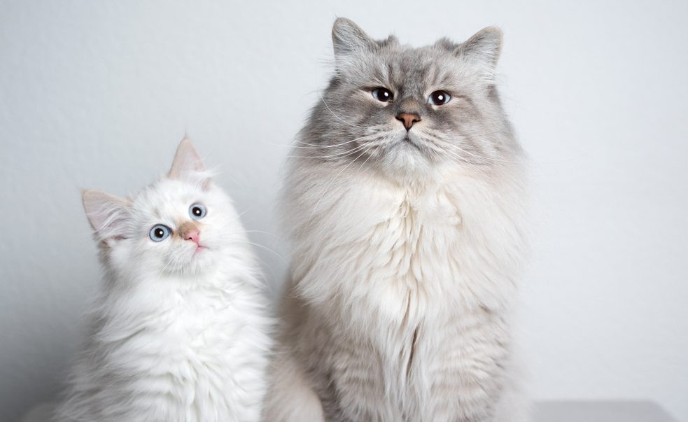 ragdoll cat and siberian kitten sitting next to each other looking at camera