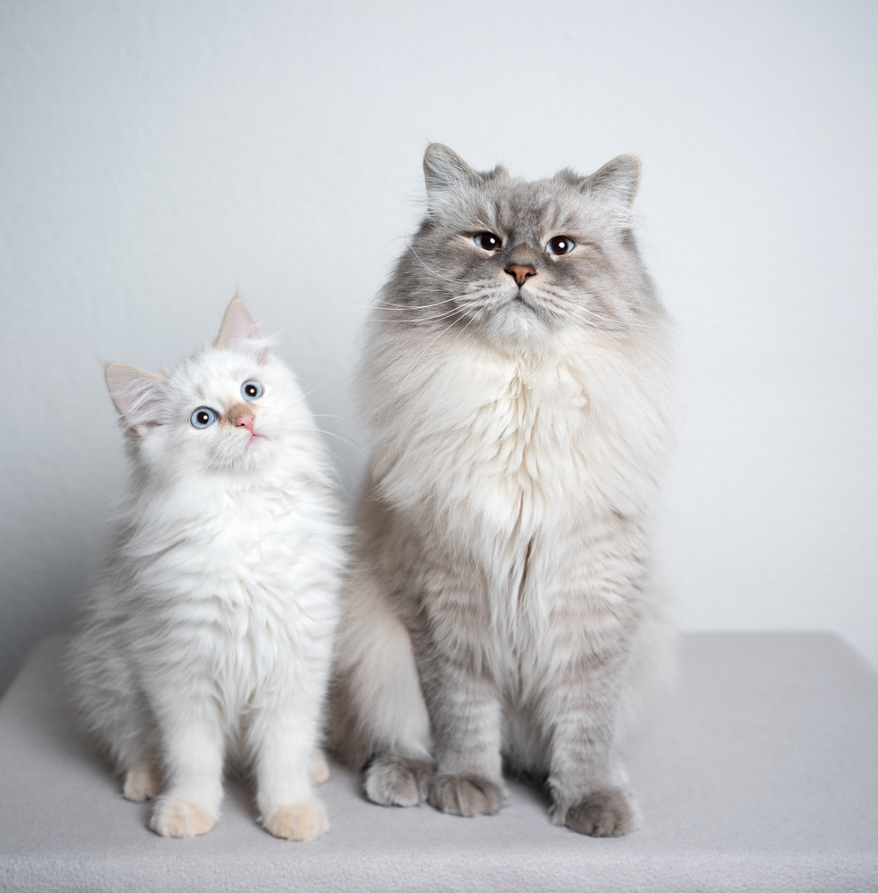 ragdoll cat and siberian kitten sitting next to each other looking at camera