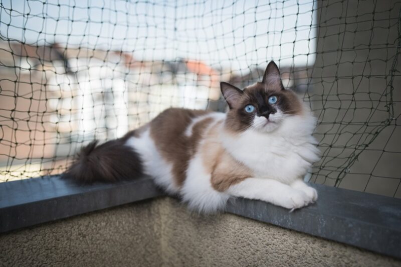 ragdoll cat lying on balcony corner egde