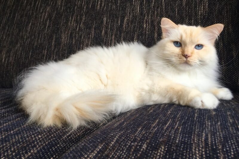 ragdoll cat lying on couch