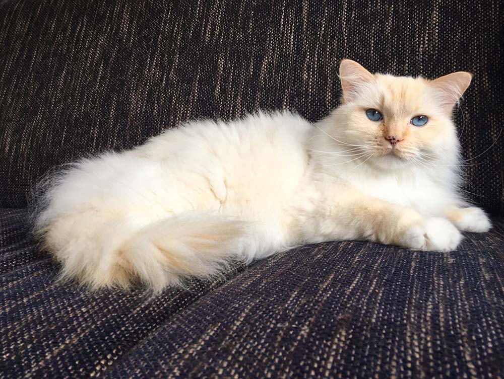 ragdoll cat lying on the couch