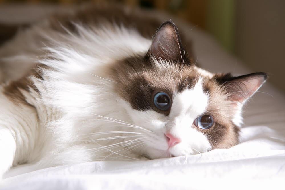 ragdoll cat on bed