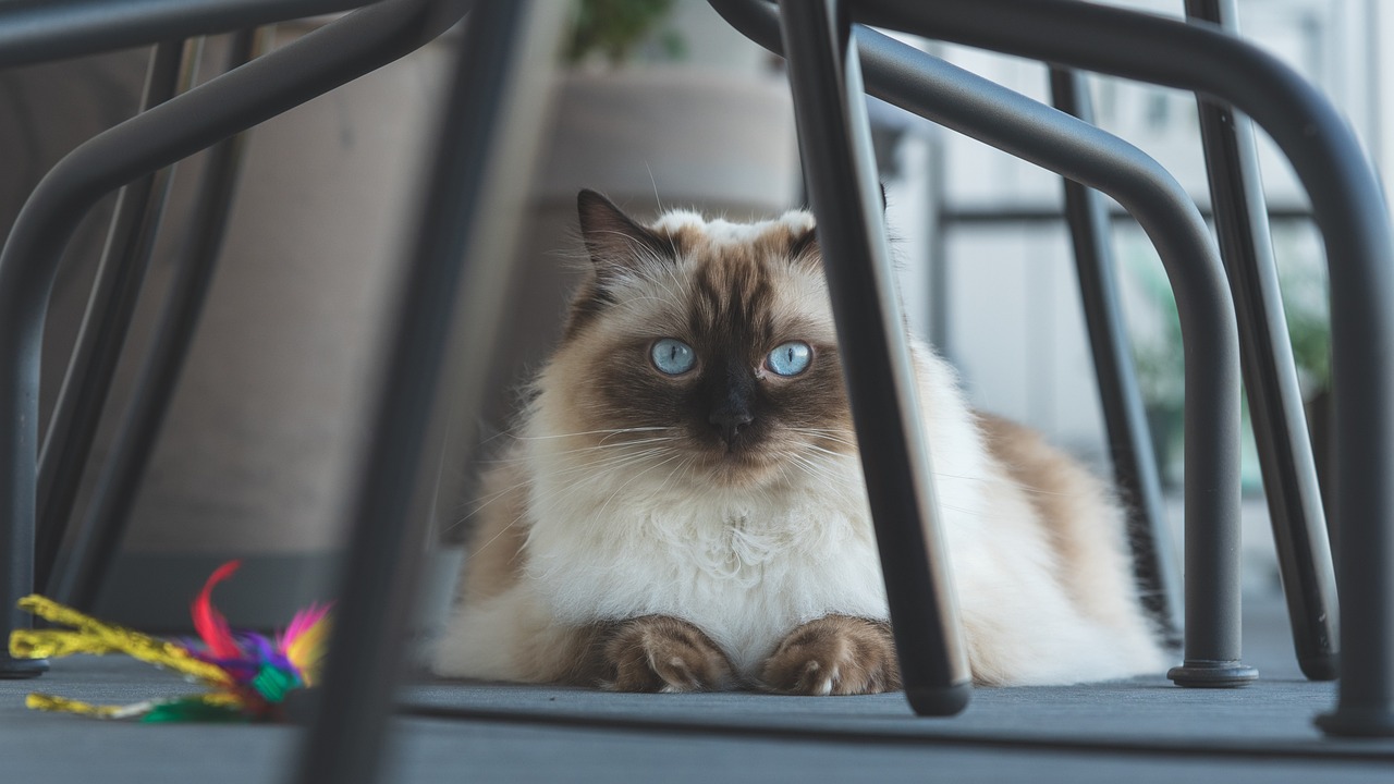 ragdoll cat under the table