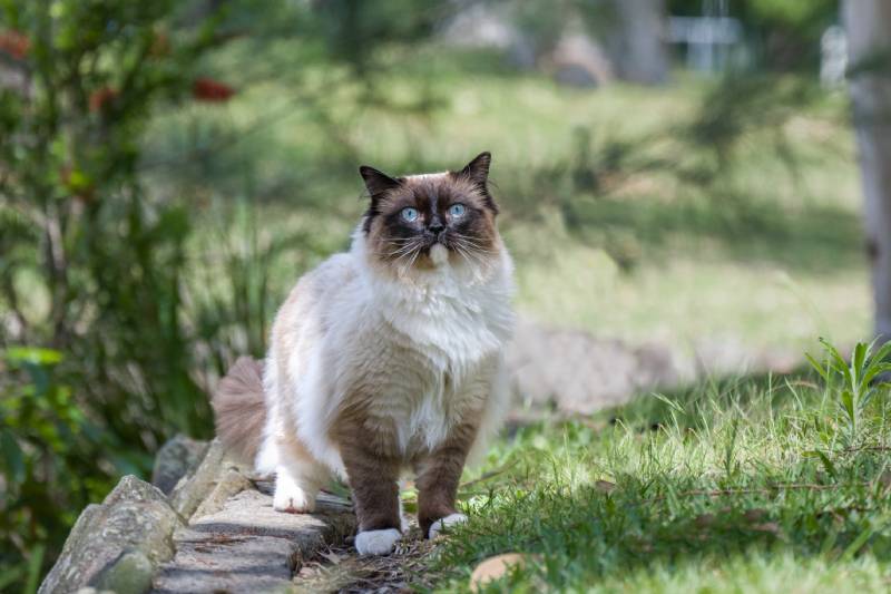 ragdoll cat with blue eyes standing outdoors in nature