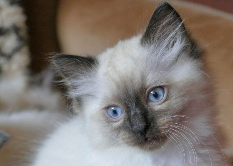 ragdoll kitten close up