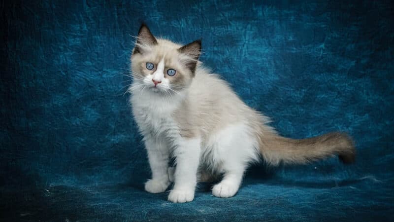 ragdoll kitten in blue background