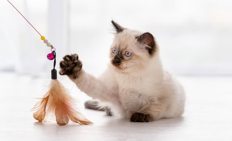 ragdoll kitten playing with feather toy with owner