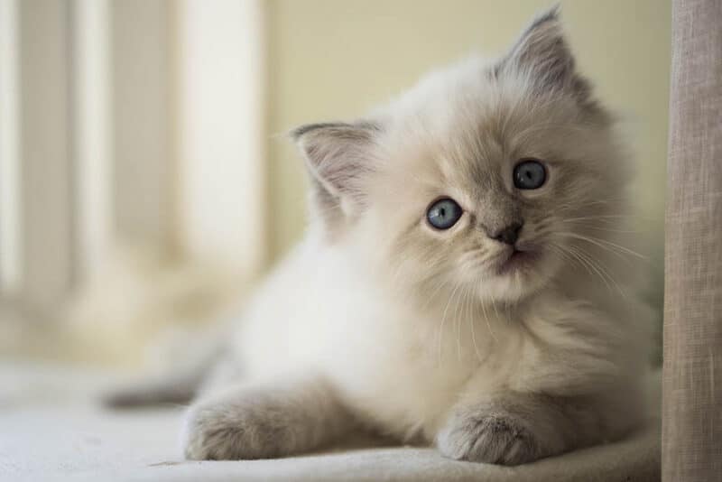 Ragdoll Kittens for Sale in the UK: 2024 Breeders List - Catster