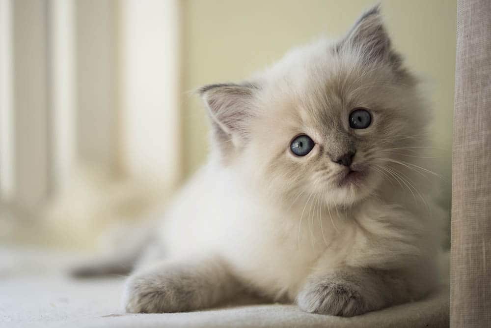 Ragdoll Kitten staring