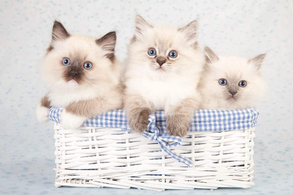 Ragdoll kittens in a basket