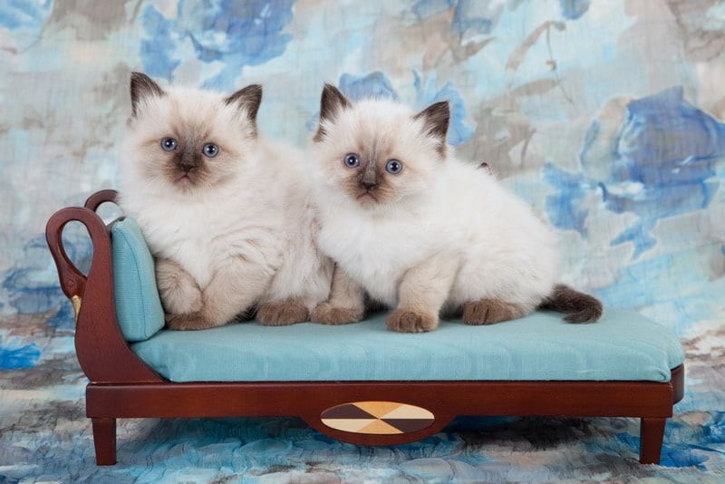 ragdoll kittens in sofa