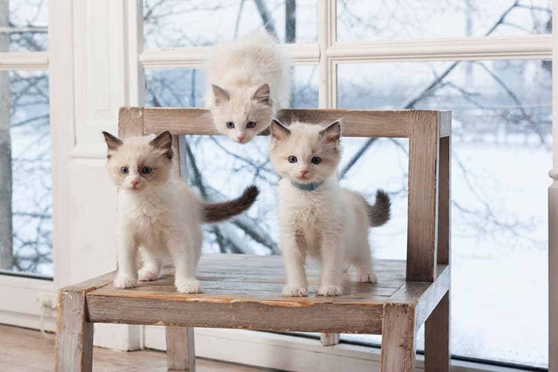 ragdoll kittens on a wooden stool in a room near a large window