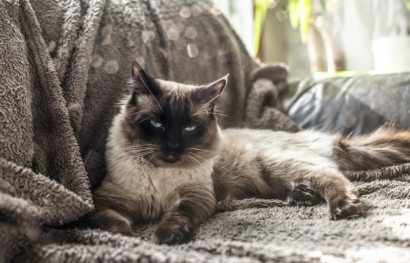 ragdoll lying on the floor