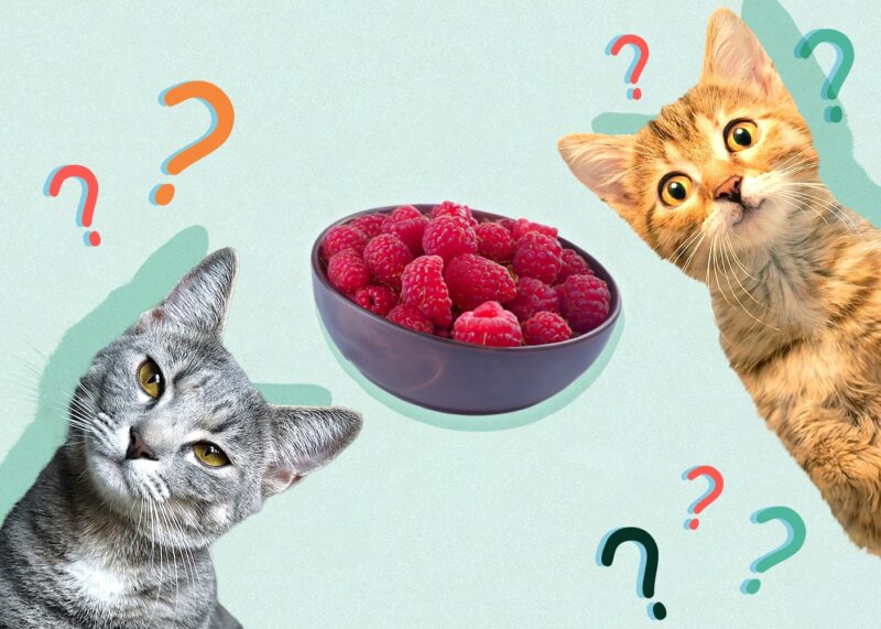 Can Cats Eat Raspberries