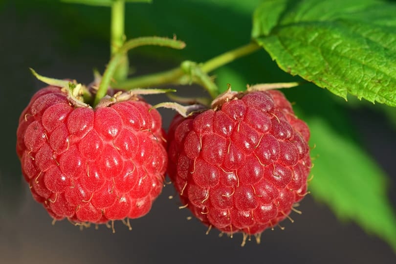 raspberries fruit