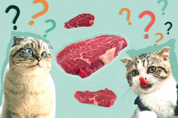 Can Cats Eat Raw Beef