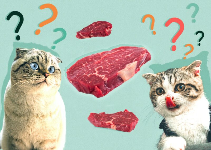 Can Cats Eat Raw Beef