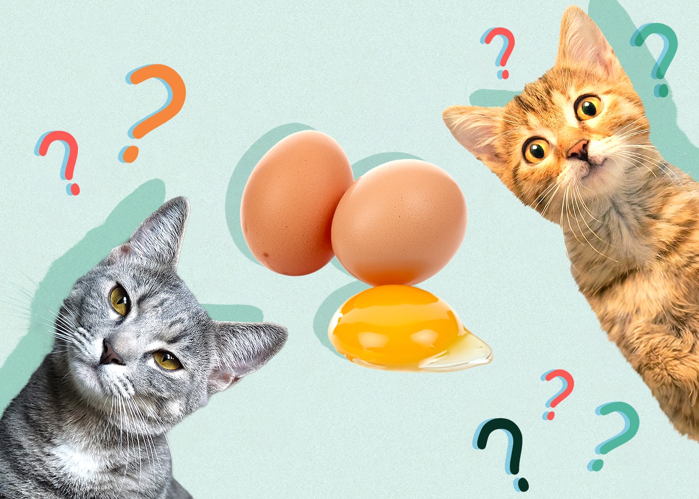 Can Cats Eat Raw Eggs