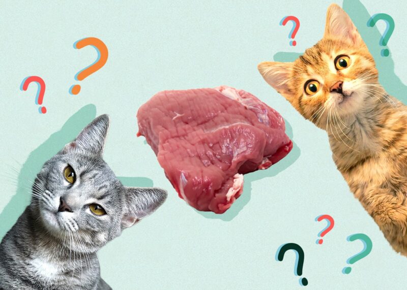 Can Cats Eat Raw Meat