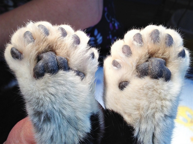 rear feet of a polydactyl cat