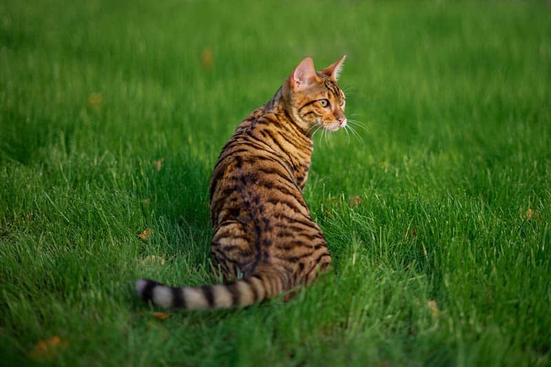 rear of a Toyger cat lying on the grass