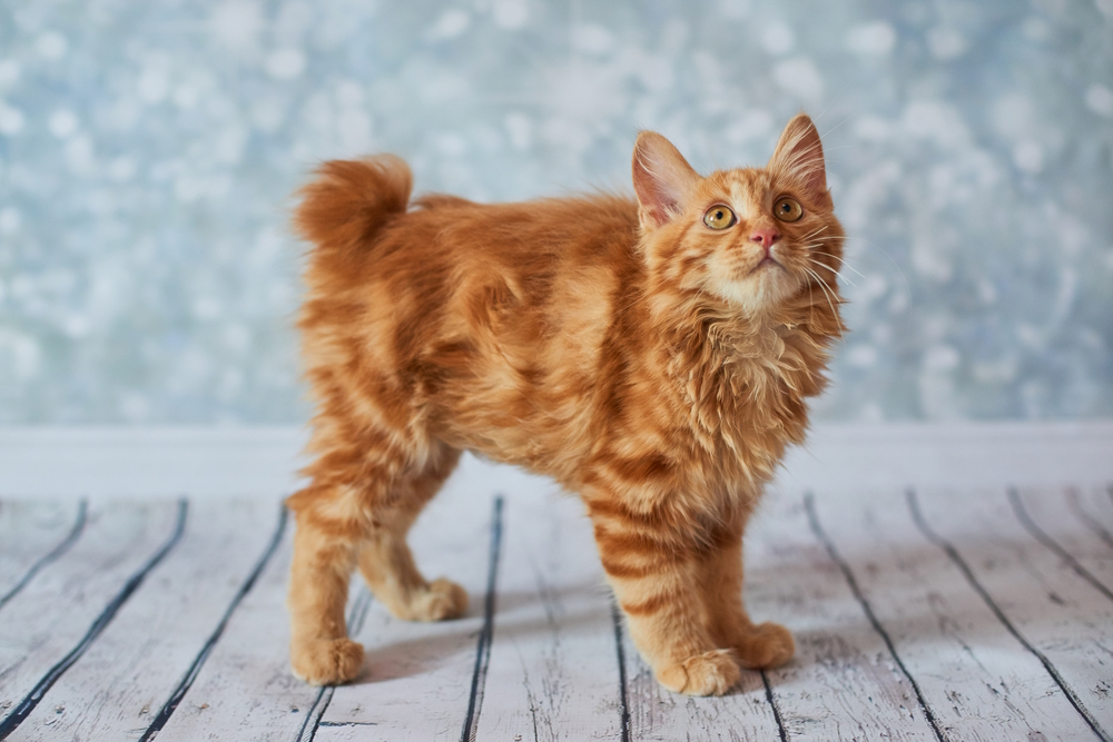 red-american-bob-tail-cat-in-on-wooden-floor