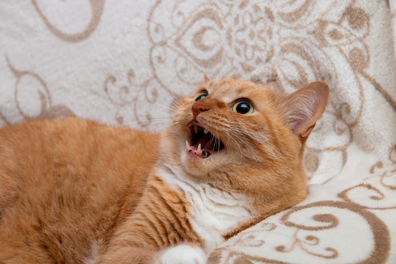 red cat on the couch opened his mouth