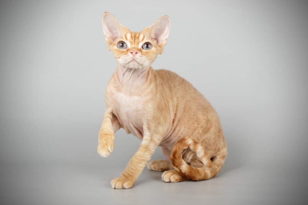 red-devon-rex-cat-in-gray-background