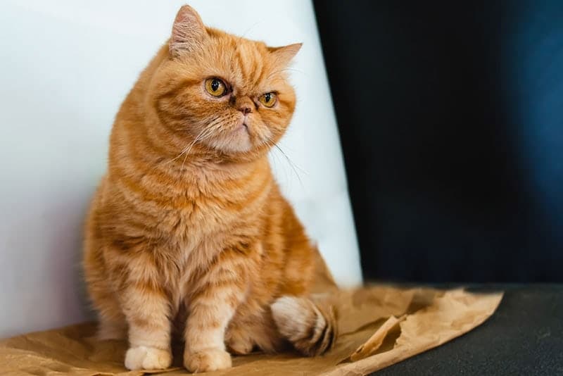 red exotic persian cat sitting on paper bag