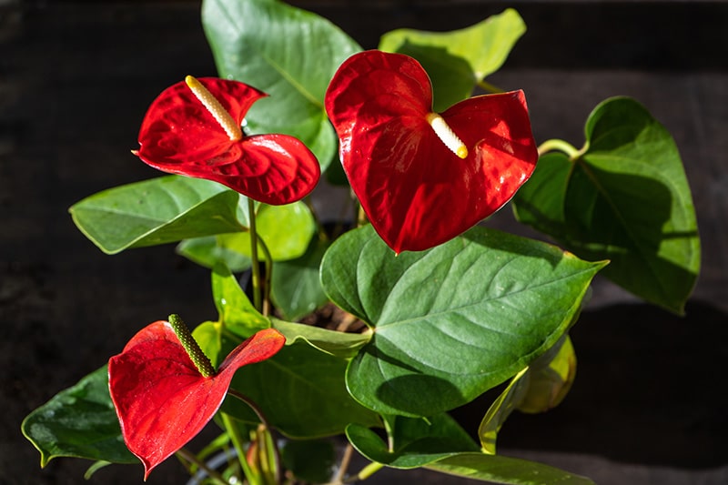 red flamingo Anthurium