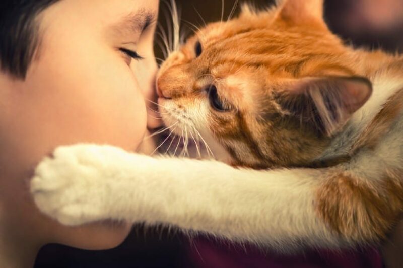 red kitten bites the nose of a little boy