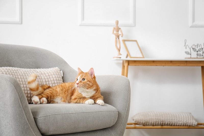 red tabby cat lying on couch at home